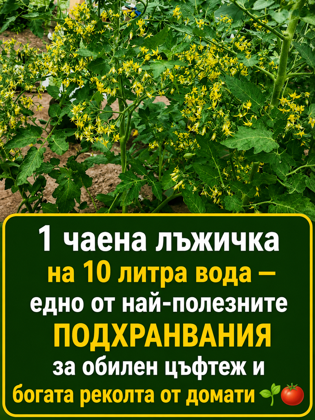 От наша читателка 👇 1 чаена лъжичка на 10 литра вода — едно от най-полезните подхранвания за обилен цъфтеж и богата реколта от домати 👇👇👇 🍅🌱 3 chatgpt image 17.06.2026 g. 14 30 12