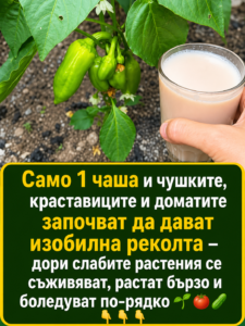 От наша читателка 👇 Само 1 чаша и чушките, краставиците и доматите започват да дават изобилна реколта – дори слабите растения се съживяват, растат бързо и боледуват по-рядко 🌱🍅🥒 👇👇👇 56 chatgpt image 17.06.2026 g. 14 33 50