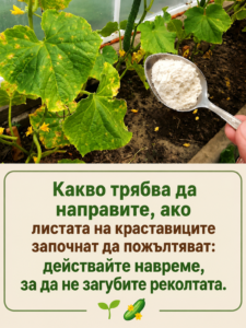 chatgpt image 4.06.2026 g. 10 53 16