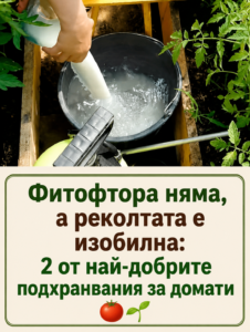 chatgpt image 4.06.2026 g. 10 55 24