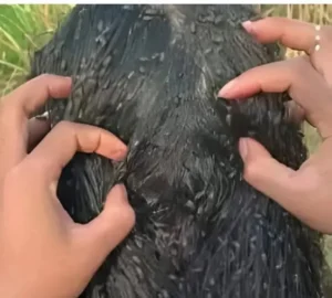 502973425 726860389687196 3954759778224152024 n.jpg