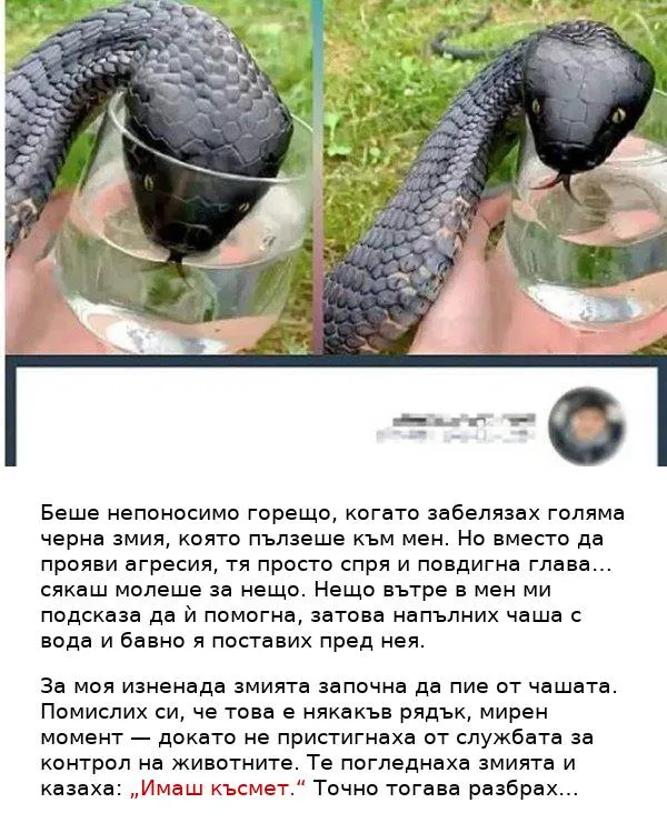 Мислех, че змията просто е жадувала вода — докато не разбрах каква е истината… 3 588644718 1412455824223969 3657221307913904567 n.jpg
