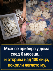Той отсъстваше от дома си 6 месеца. Когато се върна, откри над 100 яйца върху леглото си. А това, което ги беше снесло, се оказа още по-шокиращо. 44 chatgpt image 14.07.2026 g. 09 19 53