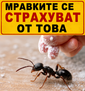 ❗️🐜 Мравките ще избягат като луди: открих 3️⃣ начина, които само за едно денонощие ще освободят целия двор от нежеланите нашественици! 😍 40 chatgpt image 3.07.2026 g. 08 57 48
