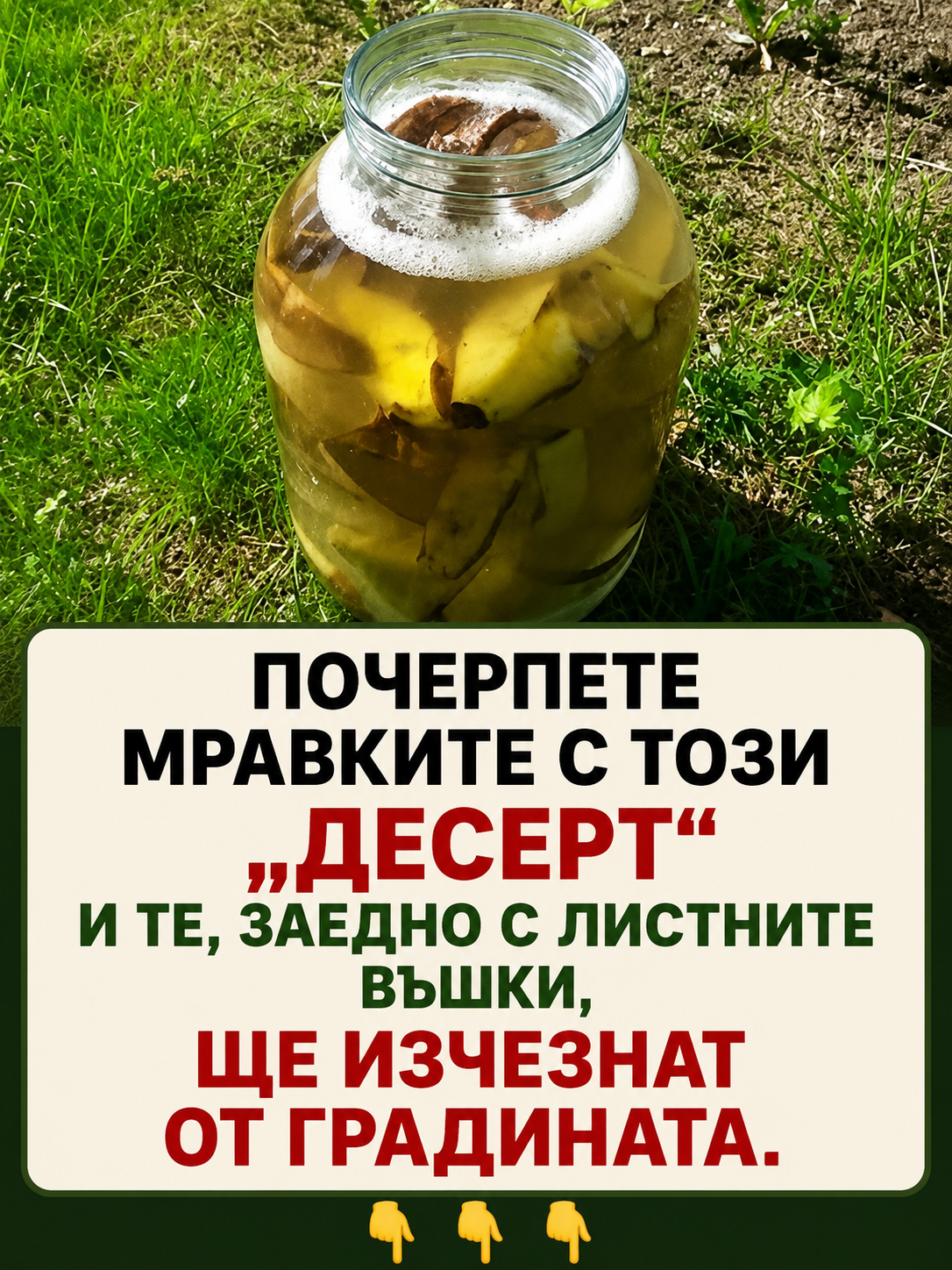 Почерпете мравките с този „десерт“ и те, заедно с листните въшки, ще изчезнат от градината. 👇👇👇 3 chatgpt image 6.07.2026 g. 13 38 46