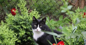 Котки няма да ПРИПАРЯТ в градината ви, ако поставите този ПЛОД 38 1250 666 kotka navyn.jpg