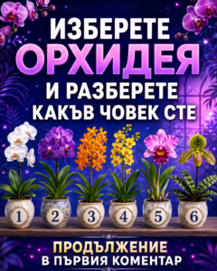 Изберете орхидея и разберете какъв човек сте. 🤔 42 chatgpt image 17.08.2026 g. 09 49 07