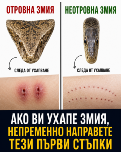 🐍 Ухапване от змия – не изпадайте в паника! Ето какво трябва да направите 32 chatgpt image 25.08.2026 g. 13 24 26