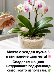 Моята орхидея пусна 5 пъти повече цветчета! 🌸 Споделям напълно натуралната подхранваща смес, която използвам. 8 chatgpt image 6.08.2026 g. 10 48 31