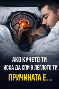 Ако кучето ти иска да спи в леглото ти, причината Е… Вижте повече 👇 70 615433142 122180739158593989 2567920215366271475 n
