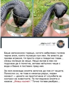 Мислех, че змията просто е жадувала вода — докато не разбрах каква е истината… Подробностите са в коментара по-долу 👇 14 621204298 122181167876593989 7755804825346330544 n