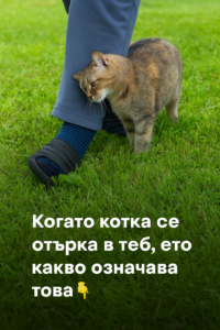 Когато котка се отърка в теб, ето какво означава това👇 10 fb783f80 7eca 4bdc 9efd bea6f8e5438e
