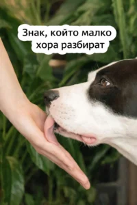 Когато кучето ви ближе ръцете – какви сигнали изпраща и защо е важно да ги разчетете. Това не е просто навик 👇 26 task 01kd500epaf81bw2d0r9nhnbtt 1766473129 img 1